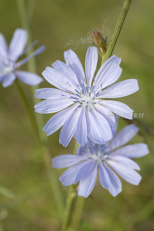 菊苣(Cichorium intybus)